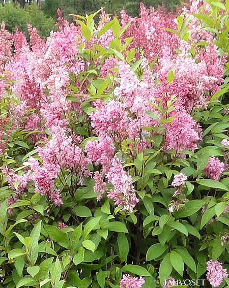 Syringa Preston-Ryhm 'James MacFarlane', isabellansyreeni